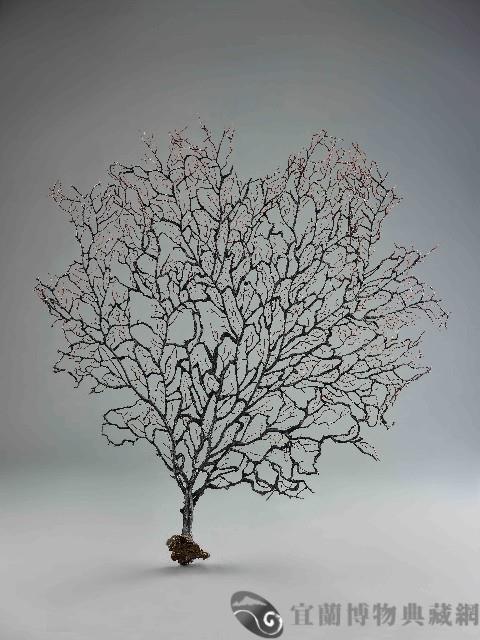 海樹藏品圖，第1張