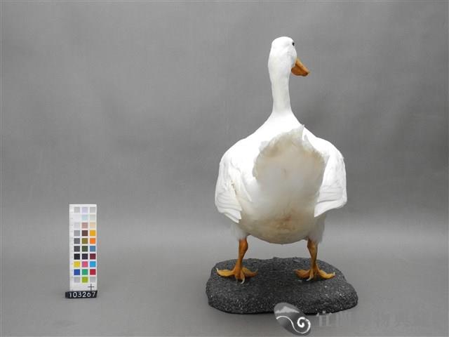 宜蘭白菜鴨台畜1號公鴨藏品圖，第3張