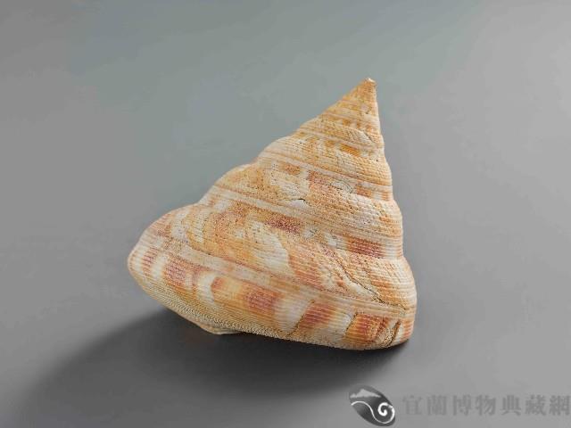 龍宮貝藏品圖，第1張