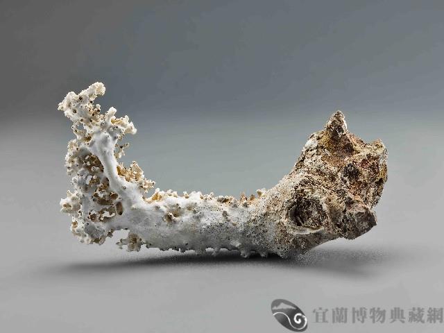 珊瑚藏品圖，第1張