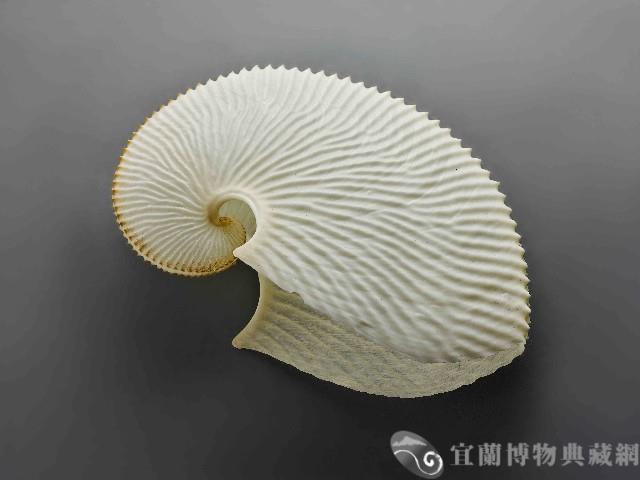 海螺藏品圖，第1張