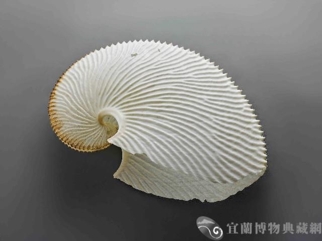 海螺藏品圖，第1張