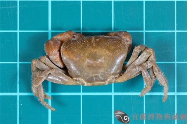 北山澤蟹藏品圖，第1張