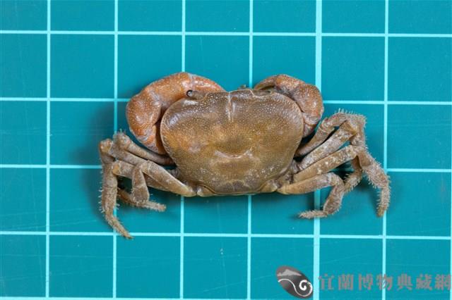 北山澤蟹藏品圖，第1張