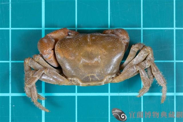 北山澤蟹藏品圖，第1張