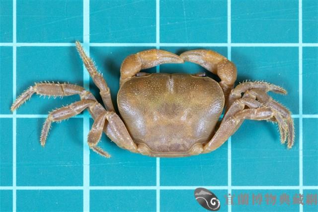 北山澤蟹藏品圖，第1張