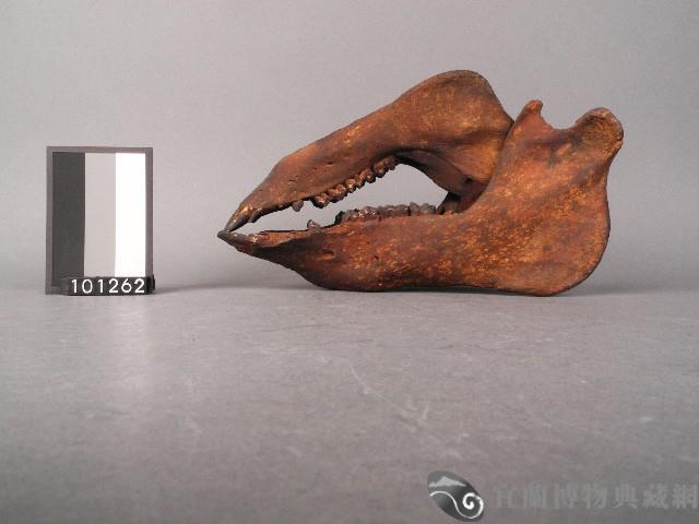 山豬牙藏品圖，第1張