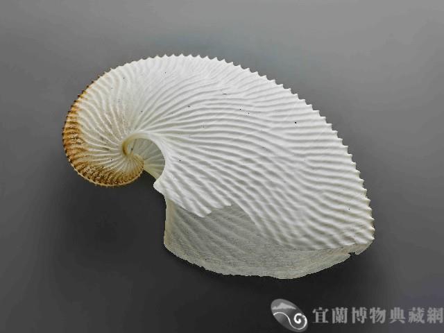 海螺藏品圖，第1張