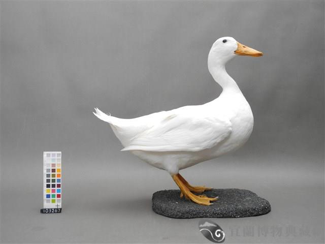 宜蘭白菜鴨台畜1號公鴨藏品圖，第1張