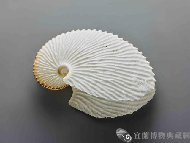 海螺藏品圖，第1張