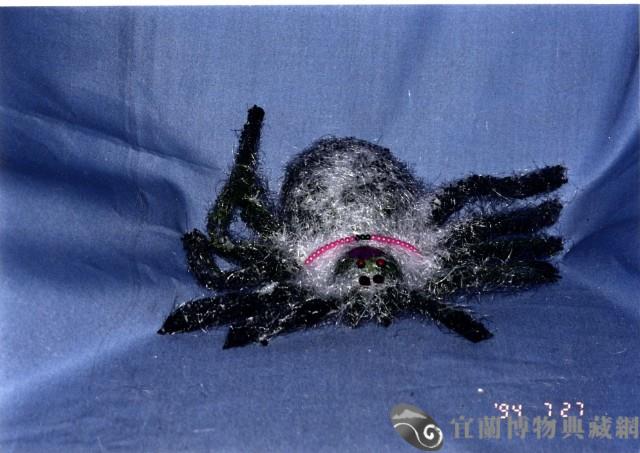 布袋戲偶（蜘蛛形）藏品圖，第1張