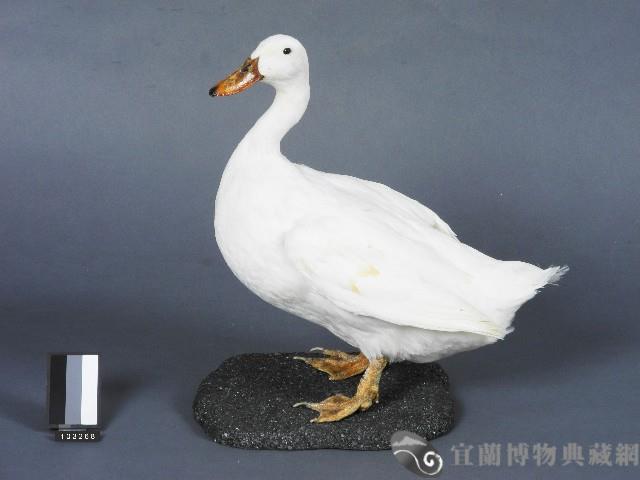 宜蘭白菜鴨台畜1號母鴨藏品圖，第1張