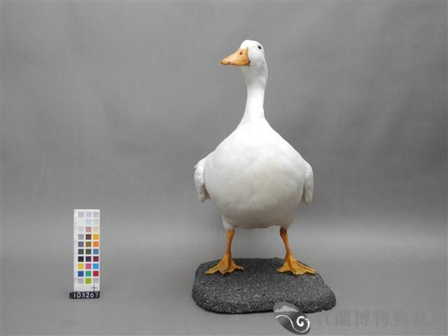 宜蘭白菜鴨台畜1號公鴨藏品圖，第4張