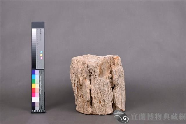 木化石藏品圖，第4張