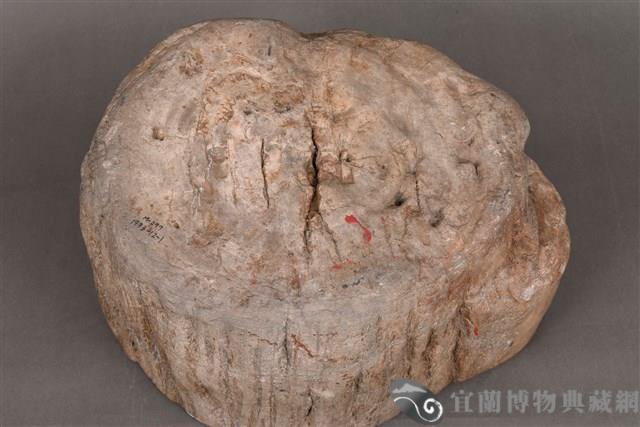 木化石藏品圖，第5張