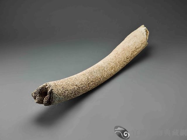 鯨魚骨藏品圖，第2張