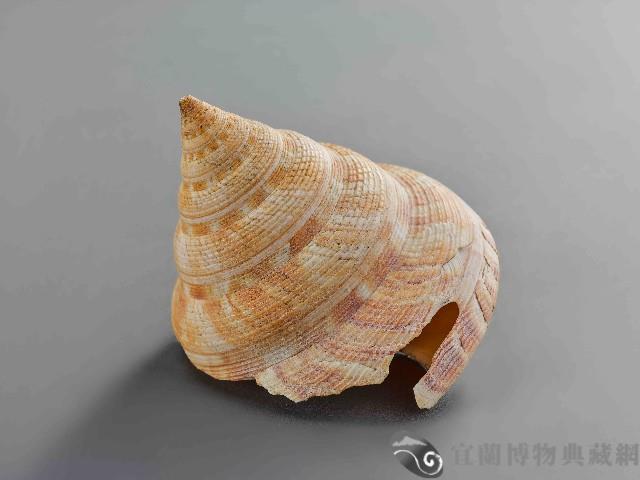 龍宮貝藏品圖，第2張