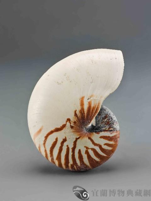 鸚鵡螺藏品圖，第2張