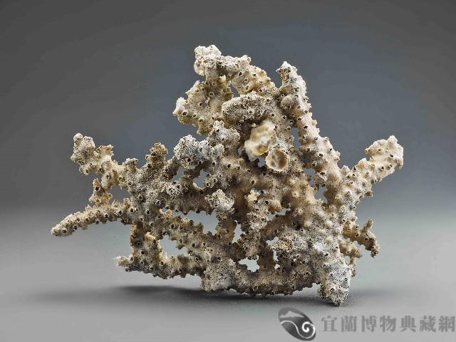 珊瑚藏品圖，第2張