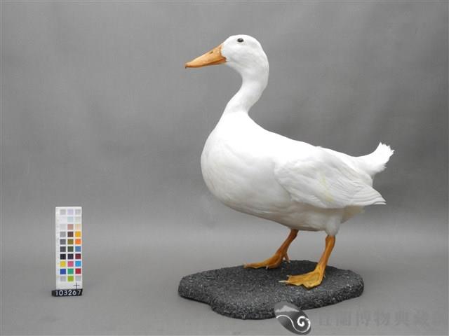 宜蘭白菜鴨台畜1號公鴨藏品圖，第2張