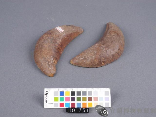 竹杯筊藏品圖，第2張