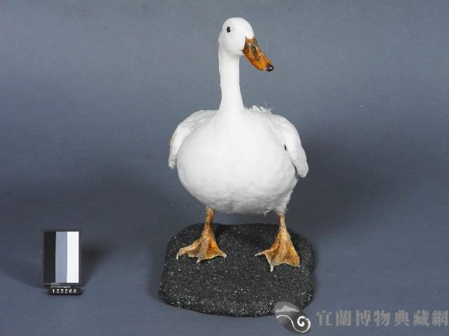 宜蘭白菜鴨台畜1號母鴨藏品圖，第2張