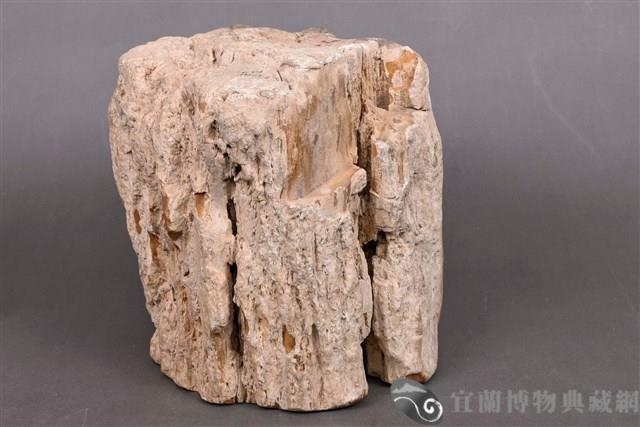 木化石藏品圖，第6張