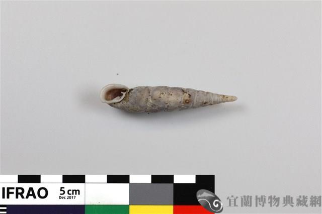 崛川氏煙管蝸牛藏品圖，第1張