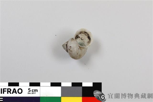 臺灣青山蝸牛藏品圖，第1張