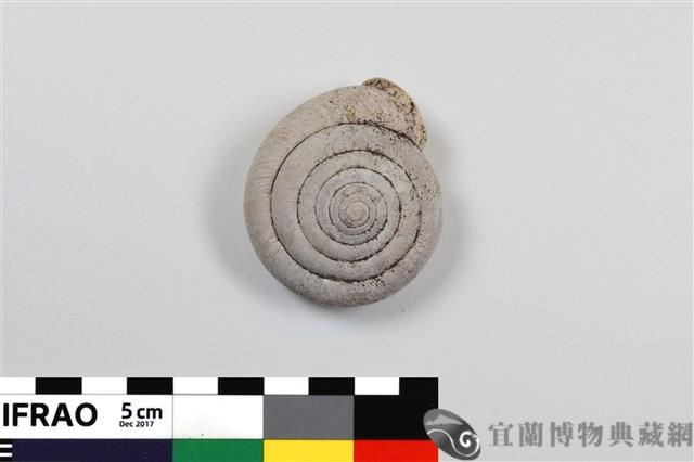 彩虹大臍蝸牛藏品圖，第1張
