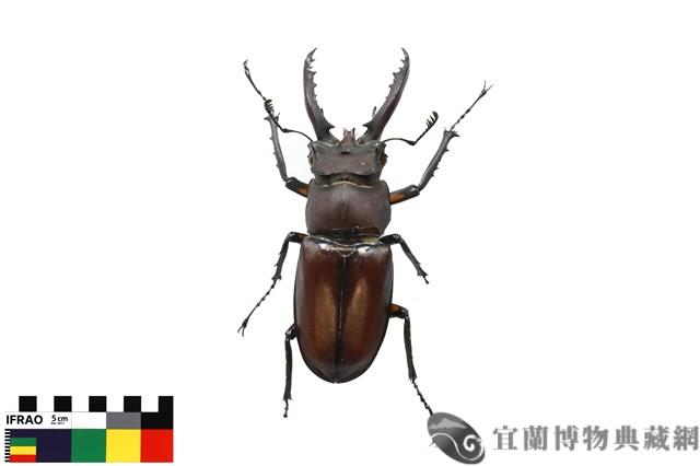 姬深山鍬形蟲藏品圖，第1張