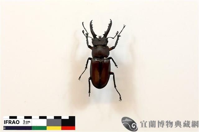 姬深山鍬形蟲藏品圖，第2張