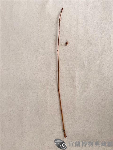 傀儡切末（釣魚竿）藏品圖，第2張