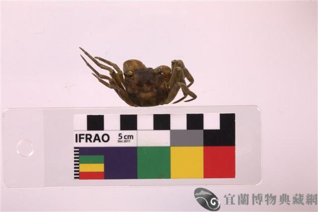 林投攀相手蟹藏品圖，第2張