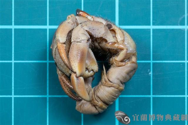 藍紫陸寄居蟹藏品圖，第1張