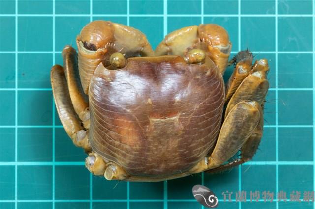 格雷陸方蟹藏品圖，第1張