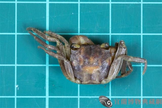 林投攀相手蟹藏品圖，第1張