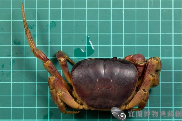 紫地蟹藏品圖，第1張