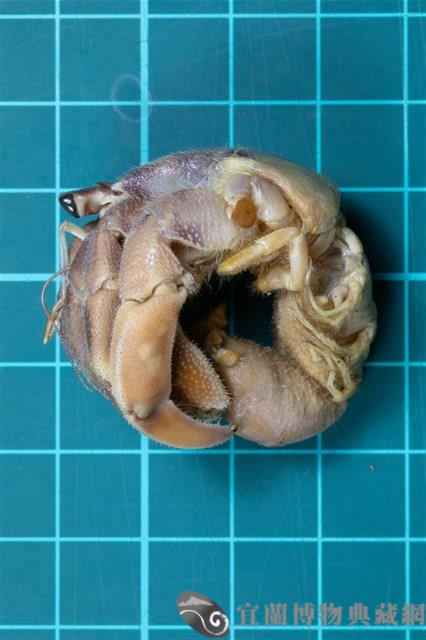 皺紋陸寄居蟹藏品圖，第1張
