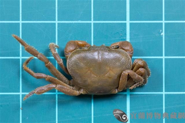 北山澤蟹藏品圖，第1張