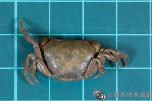 高山澤蟹藏品圖，第1張