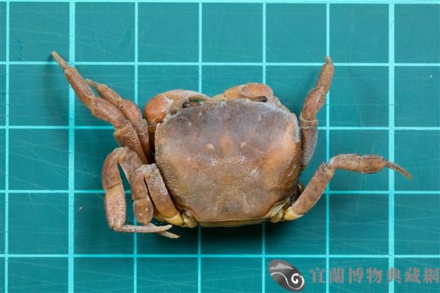 顯著表方蟹藏品圖，第1張