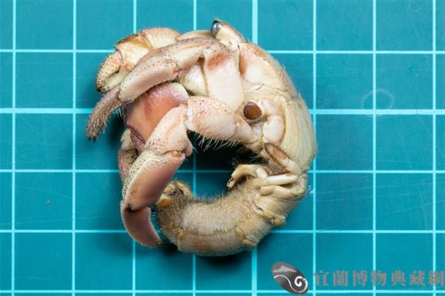 紫陸寄居蟹藏品圖，第1張