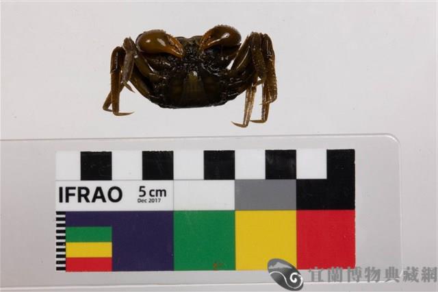 老猴瘦相手蟹藏品圖，第3張