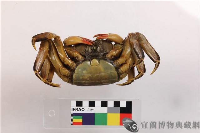 拉氏表相手蟹藏品圖，第3張