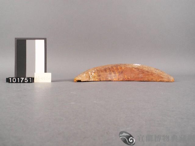 竹杯筊(左杯筊)藏品圖，第5張