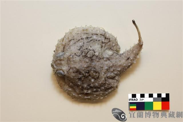 棘茄魚藏品圖，第1張