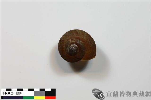斯文豪大蝸牛藏品圖，第1張