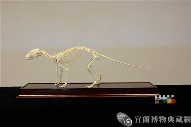 食蟹獴藏品圖，第1張