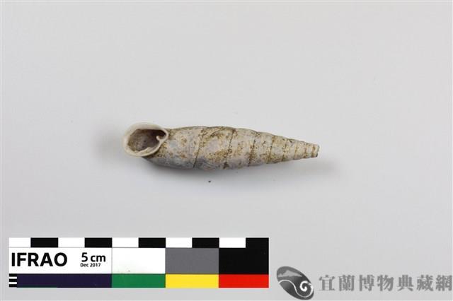 南澳煙管蝸牛藏品圖，第1張